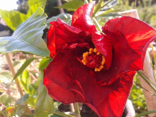 tropski hibiskus